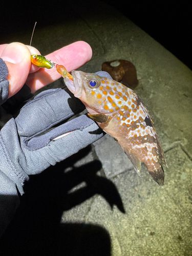 キジハタの釣果