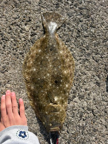 ヒラメの釣果