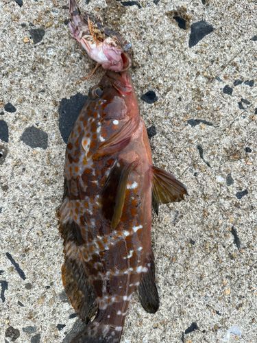 キジハタの釣果