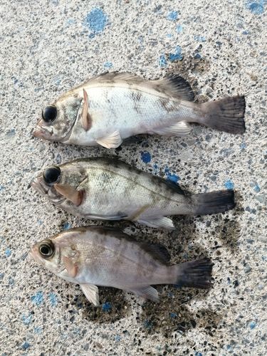メバルの釣果