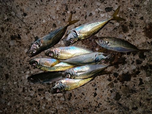 知多半島野池群