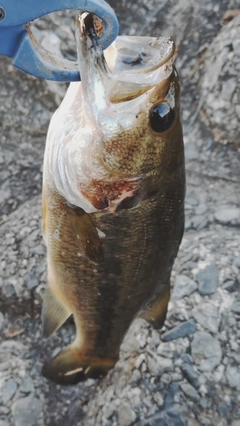 ラージマウスバスの釣果