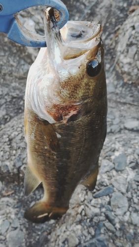 ラージマウスバスの釣果