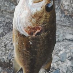 ラージマウスバス