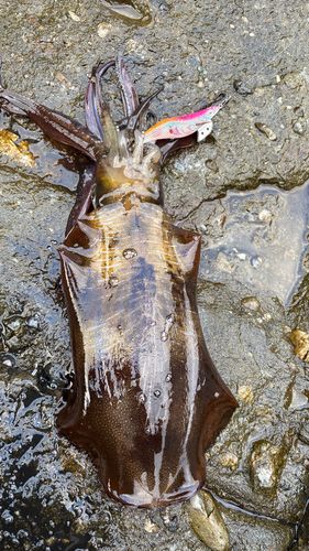 アオリイカの釣果