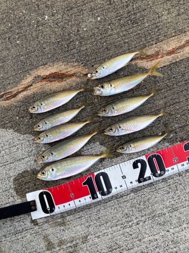 アジの釣果