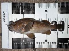 エゾメバルの釣果