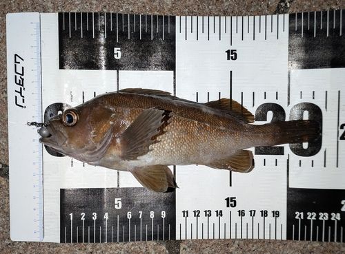 エゾメバルの釣果