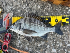 クロダイの釣果