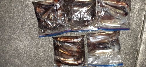 スルメイカの釣果