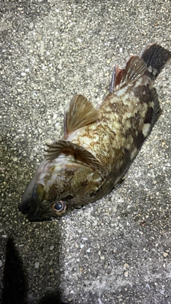 タケノコメバルの釣果