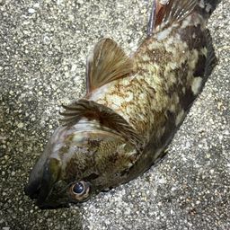 タケノコメバル