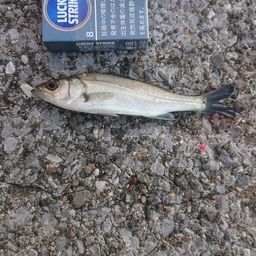 セイゴ（ヒラスズキ）