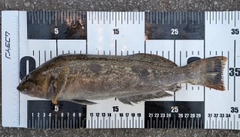 アイナメの釣果