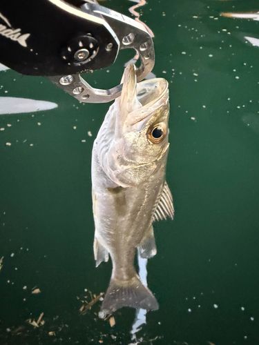 セイゴ（マルスズキ）の釣果