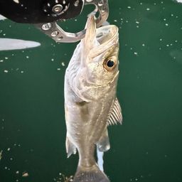 セイゴ（マルスズキ）