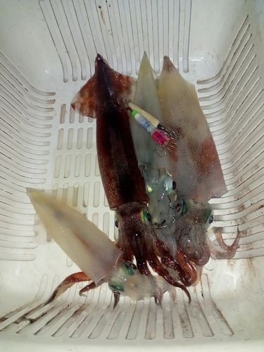 ヤリイカの釣果