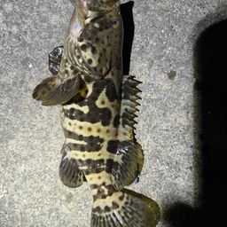 チャイロマルハタ