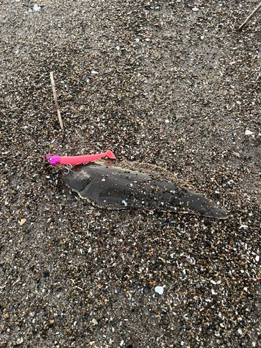 シタビラメの釣果