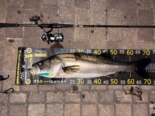 シーバスの釣果