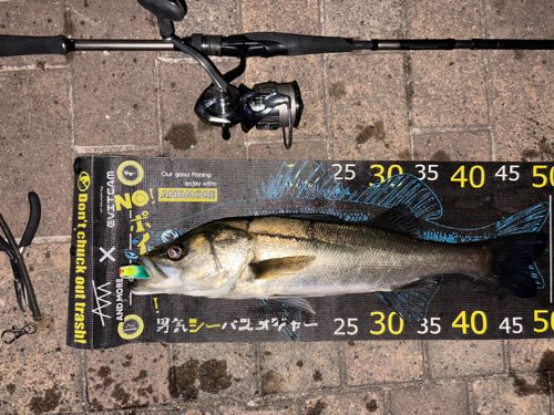 シーバスの釣果