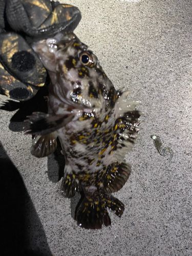 オウゴンムラソイの釣果