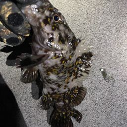 オウゴンムラソイ