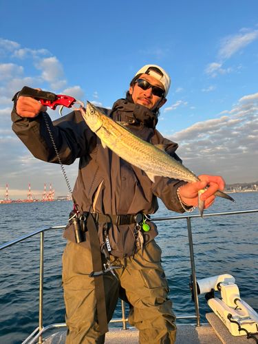 サワラの釣果