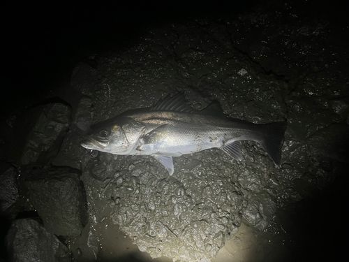 フッコ（マルスズキ）の釣果