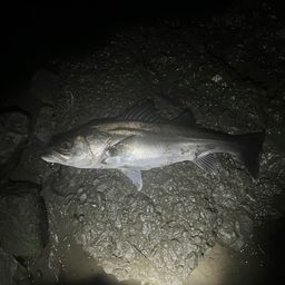 フッコ（マルスズキ）