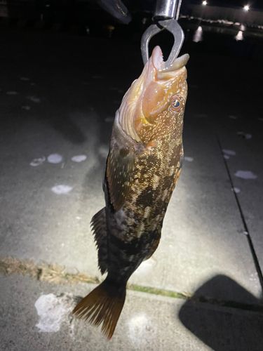 アイナメの釣果