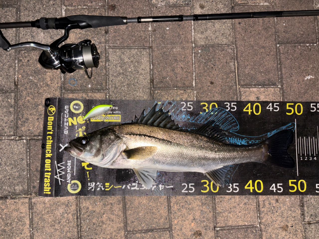 DAIWA 24セルテート LT3000-XHの最安値・インプレ・釣果 | 本音の