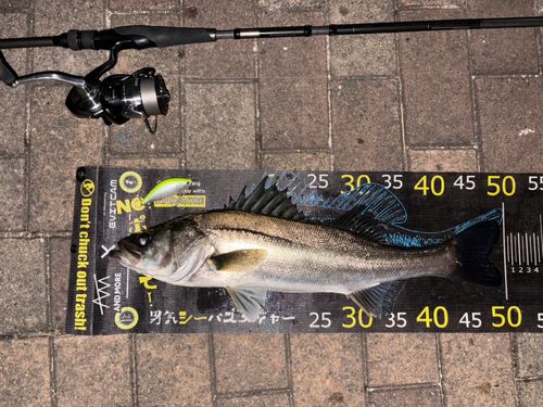 シーバスの釣果