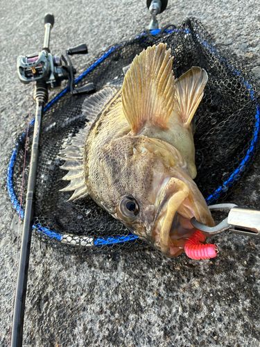シマゾイの釣果