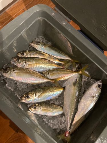 アジの釣果