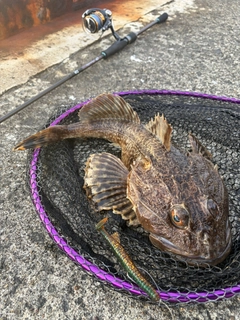 カジカの釣果