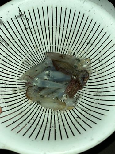 ヒイカの釣果