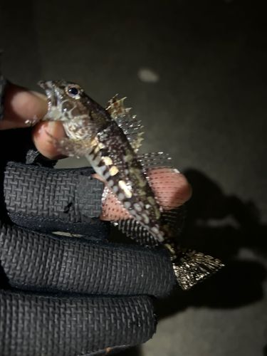 アナハゼの釣果