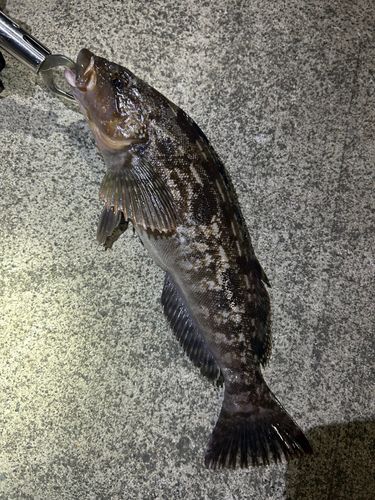 アイナメの釣果