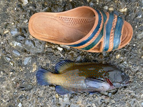 アオノメハタの釣果