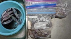 マメイカの釣果