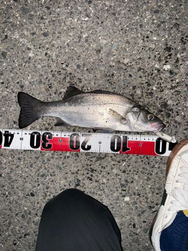 セイゴ（ヒラスズキ）の釣果