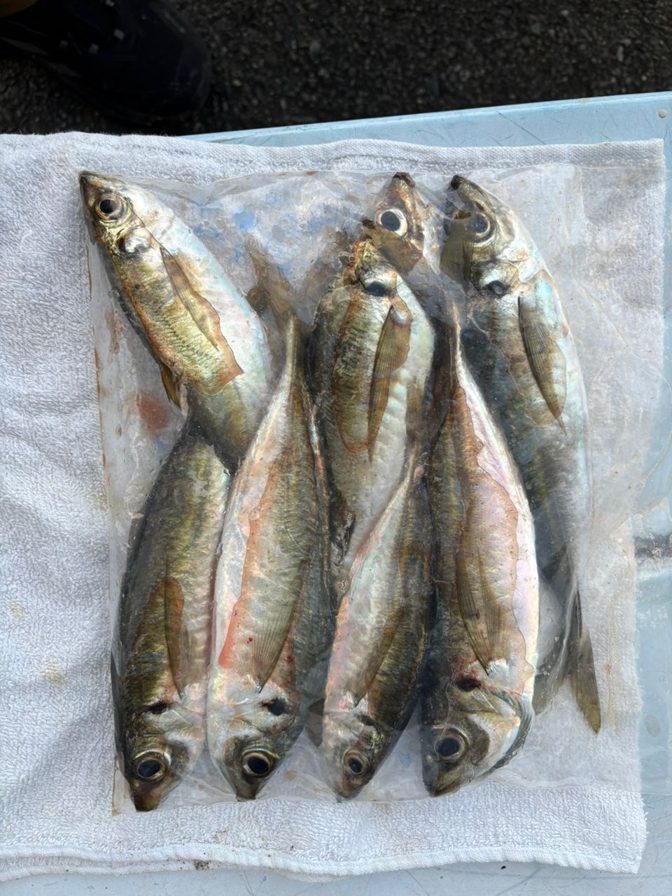 Gamakatsu ラグゼ 宵姫 華 弍 S57UL-solidの最安値・インプレ・釣果