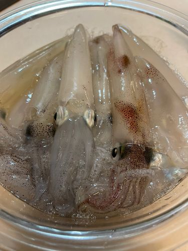 マメイカの釣果