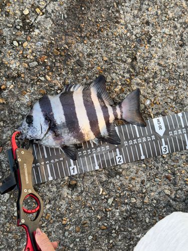 イシダイの釣果