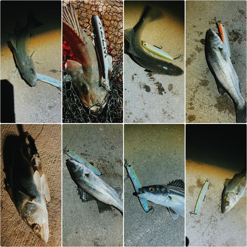 シーバスの釣果