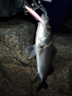 セイゴ（マルスズキ）の釣果