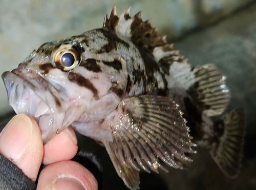 タケノコメバルの釣果