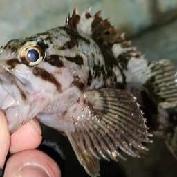 タケノコメバル