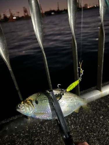 コノシロの釣果